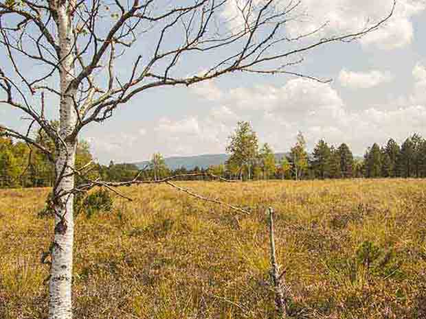 Bouleau : un arbre facilement identifiable à son tronc blanc